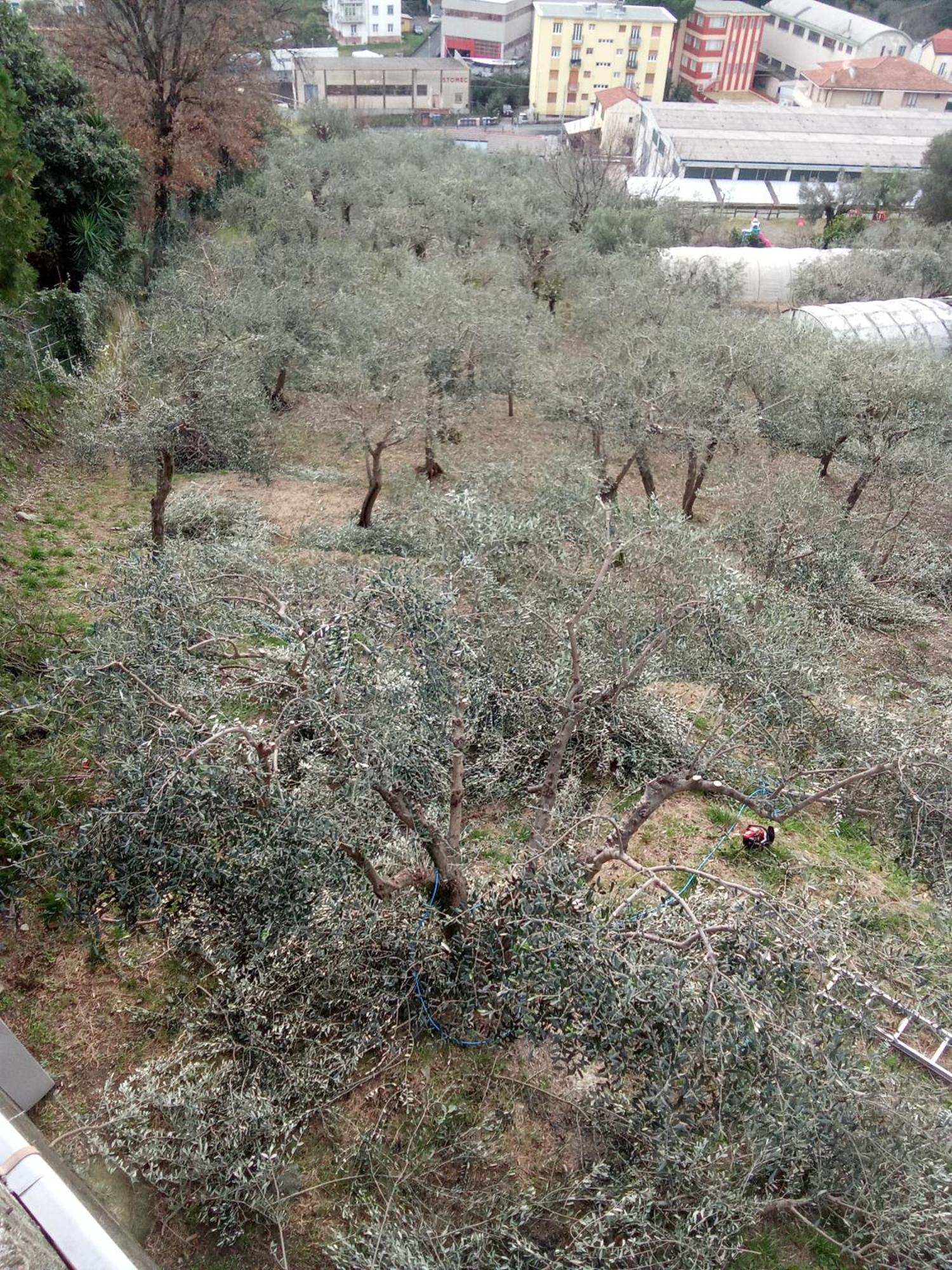 צ'לה ליגורה Agriturismo Cele מראה חיצוני תמונה