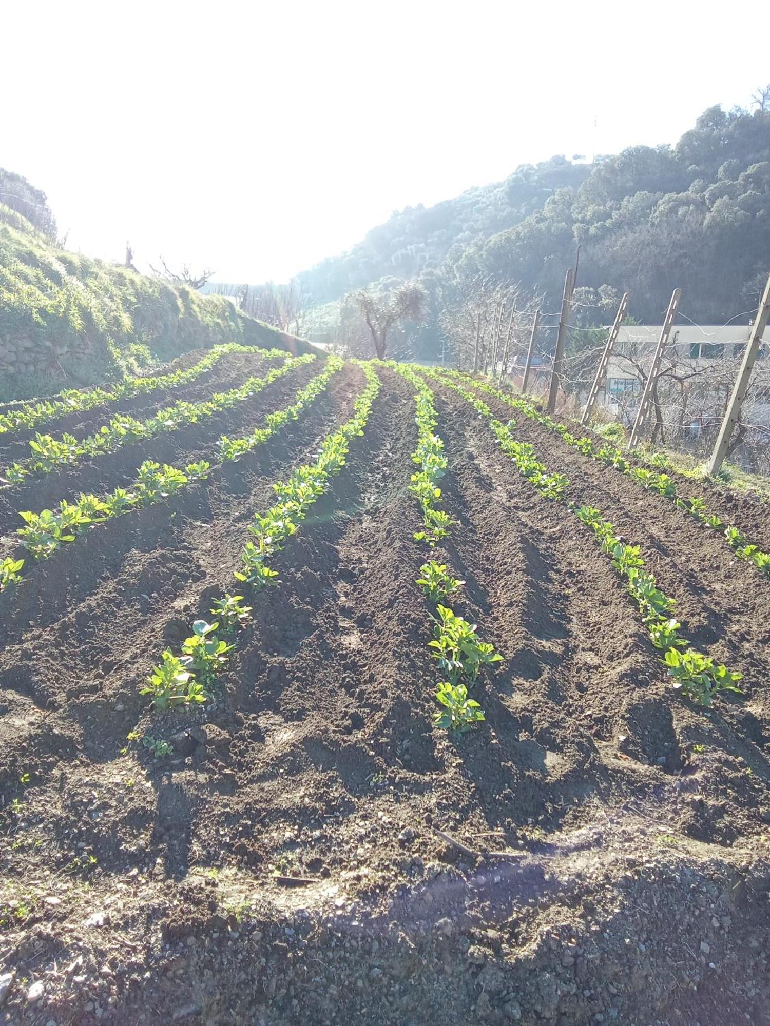 צ'לה ליגורה Agriturismo Cele מראה חיצוני תמונה